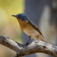 Myiagra rubecula (Leaden Flycatcher) at Majura, ACT - 22 Jan 2021 by trevsci