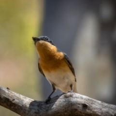 Myiagra rubecula at Majura, ACT - 22 Jan 2021 02:11 PM