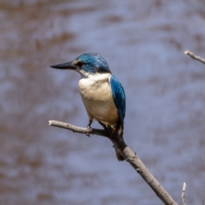 Todiramphus sanctus at Majura, ACT - 22 Jan 2021