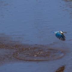 Todiramphus sanctus at Majura, ACT - 22 Jan 2021