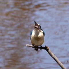 Todiramphus sanctus at Majura, ACT - 22 Jan 2021