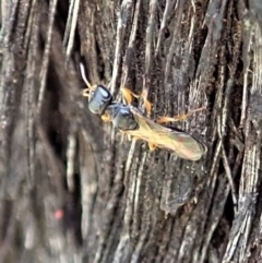Unidentified Parasitic wasp (numerous families) at Aranda Bushland - 23 Nov 2020 by CathB