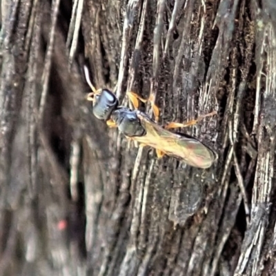 Unverified Parasitic wasp (numerous families) - 1 Jan 1900 by CathB