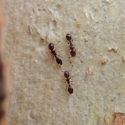 Monomorium sp. (genus) (A Monomorium ant) at Aranda Bushland - 20 Dec 2020 by CathB