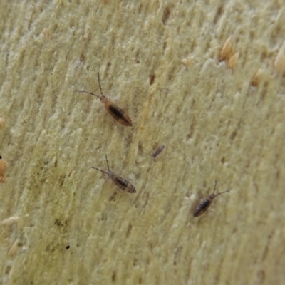 Collembola sp. (class) (Springtail) at Point 4150 - 21 Dec 2020 by CathB