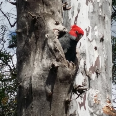 Callocephalon fimbriatum (Gang-gang Cockatoo) at Mount Majura - 1 Nov 2020 by Tdoh