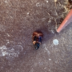 Araeopaschia undescribed spANIC19 (A Pyralid moth) at Flynn, ACT - 21 Jan 2021 by Rosie