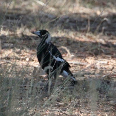 Gymnorhina tibicen (Australian Magpie) at Table Top, NSW - 20 Jan 2021 by PaulF