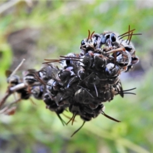 Lipotriches (Austronomia) phanerura at Wanniassa, ACT - 22 Jan 2021 07:10 AM