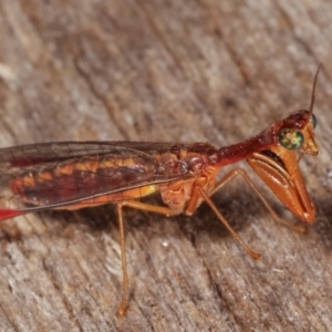 Mantispidae (family) at Melba, ACT - 12 Jan 2021