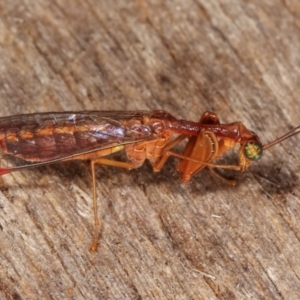 Mantispidae (family) at Melba, ACT - 12 Jan 2021