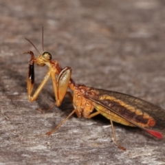 Mantispidae (family) at Melba, ACT - 12 Jan 2021