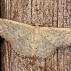 Idaea philocosma (Flecked Wave) at Melba, ACT - 11 Jan 2021 by kasiaaus