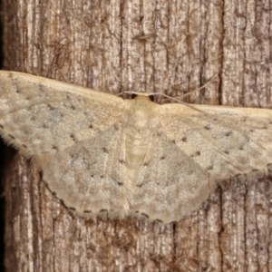 Idaea philocosma at Melba, ACT - 12 Jan 2021