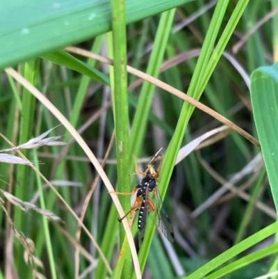 Echthromorpha intricatoria (Cream-spotted Ichneumon) at Murrumbateman, NSW - 23 Jan 2021 by SimoneC