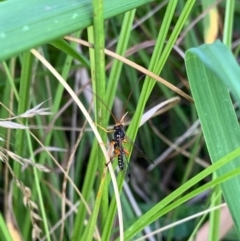 Echthromorpha intricatoria at Murrumbateman, NSW - 23 Jan 2021