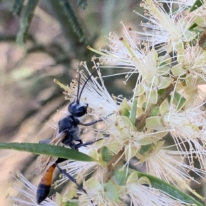 Podalonia tydei at Murrumbateman, NSW - 23 Jan 2021