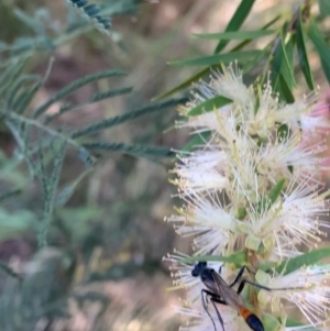 Podalonia tydei at Murrumbateman, NSW - 23 Jan 2021