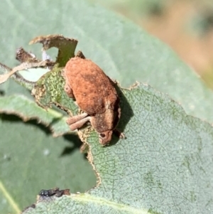 Gonipterus sp. (genus) at Murrumbateman, NSW - 23 Jan 2021