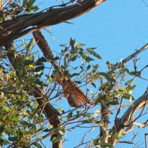 Falco longipennis at Gungahlin, ACT - 25 Jan 2021