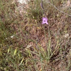 Arthropodium sp. Albury (A.D.J.Piesse 9) at Nangus, NSW - 21 Oct 2019 by abread111