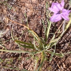 Arthropodium sp. Albury (A.D.J.Piesse 9) at Nangus, NSW - 21 Oct 2019 03:51 PM