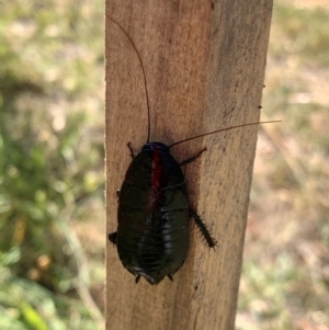 Platyzosteria melanaria at Murrumbateman, NSW - 23 Jan 2021 04:47 PM