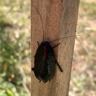 Platyzosteria melanaria (Common Eastern Litter Runner) at Murrumbateman, NSW - 23 Jan 2021 by SimoneC