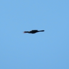 Anhinga novaehollandiae (Australasian Darter) at Macarthur, ACT - 23 Jan 2021 by RodDeb