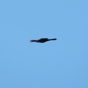 Anhinga novaehollandiae at Macarthur, ACT - 23 Jan 2021