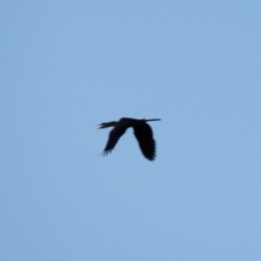 Anhinga novaehollandiae at Macarthur, ACT - 23 Jan 2021