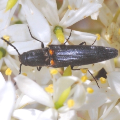 Elateridae (family) (Unidentified click beetle) at Oallen, NSW - 21 Jan 2021 by Harrisi