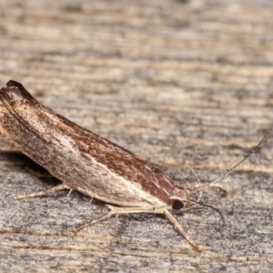 Phthonerodes peridela at Melba, ACT - 12 Jan 2021 01:00 AM