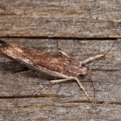 Phthonerodes peridela at Melba, ACT - 12 Jan 2021 01:00 AM