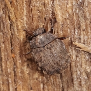 Microchaetes sp. (genus) at Melba, ACT - 12 Jan 2021 01:00 AM