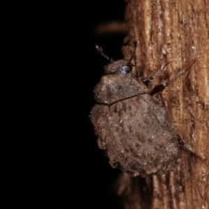 Microchaetes sp. (genus) at Melba, ACT - 12 Jan 2021