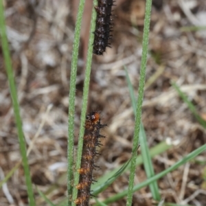 Junonia villida at Bruce, ACT - 12 Jan 2021