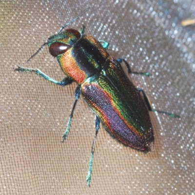 Selagis caloptera (Caloptera jewel beetle) at Larbert, NSW - 21 Jan 2021 by Harrisi