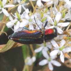 Selagis caloptera at Larbert, NSW - 21 Jan 2021