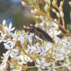 Selagis caloptera at Larbert, NSW - 21 Jan 2021