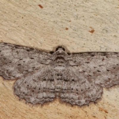 Psilosticha absorpta (Fine-waved Bark Moth) at Bruce Ridge to Gossan Hill - 12 Jan 2021 by kasiaaus