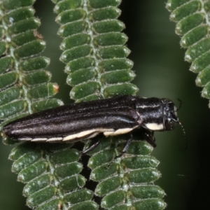 Agrilus hypoleucus at Bruce, ACT - 12 Jan 2021 01:11 PM