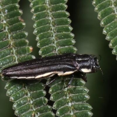 Agrilus hypoleucus (Hypoleucus jewel beetle) at Bruce, ACT - 12 Jan 2021 by kasiaaus