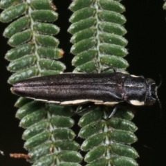 Agrilus hypoleucus at Bruce, ACT - 12 Jan 2021 01:11 PM