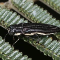 Agrilus hypoleucus at Bruce, ACT - 12 Jan 2021 01:11 PM