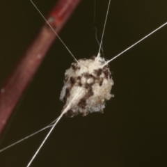 Unidentified Spider (Araneae) at Bruce, ACT - 12 Jan 2021 by kasiaaus