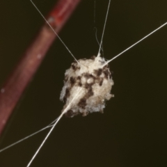 Unverified Spider (Araneae) at Bruce, ACT - 12 Jan 2021 by kasiaaus