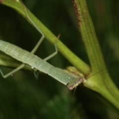 Orthodera ministralis (Green Mantid) at Bruce Ridge to Gossan Hill - 12 Jan 2021 by kasiaaus