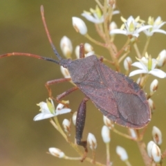 Amorbus sp. (genus) (Eucalyptus Tip bug) at Oallen, NSW - 21 Jan 2021 by Harrisi