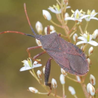 Amorbus sp. (genus) (Eucalyptus Tip bug) at Oallen, NSW - 21 Jan 2021 by Harrisi